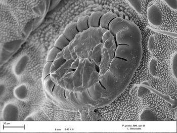 Media type: image;   Invertebrate Zoology 147385   shows cataloged_item 147385